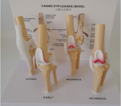 Dog Knee Joint Model - Four-Stage Knee Arthritis Health Knee And Dog Lesion Joint Canine Osteoporosis Model Canine Femoral Lesions Osteoarthritis Model for Teaching Study,A