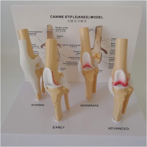 Dog Knee Joint Model - Four-Stage Knee Arthritis Health Knee And Dog Lesion Joint Canine Osteoporosis Model Canine Femoral Lesions Osteoarthritis Model for Teaching Study,A