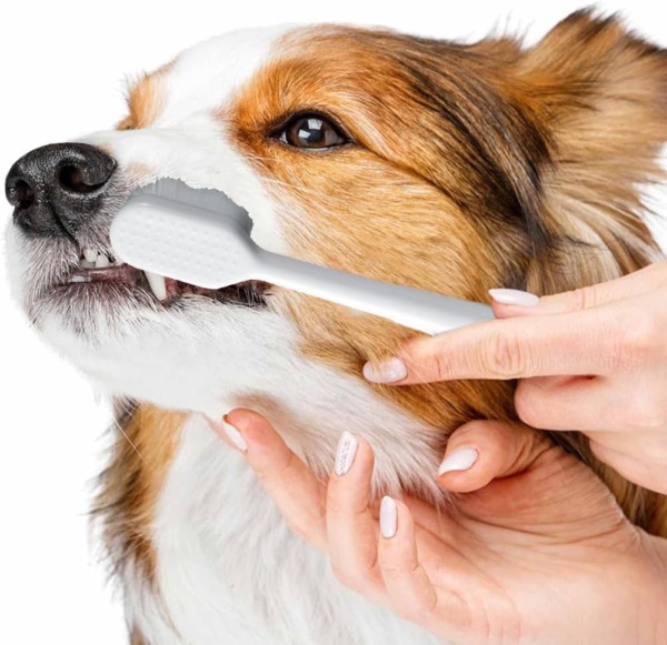 4Pcs Super Soft Dog Toothbrush for Small to Large Dogs, Soft Bristle Toothbrush Dog & Cat Dental Oral Care, Long Handle Pet Teeth Brush for Cat Puppy Teeth Cleaning & Protecting - Image 5