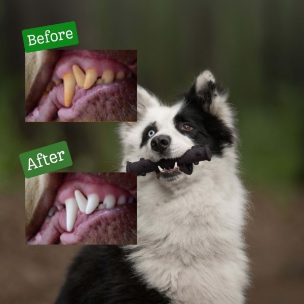 ECOMFY Olive Eco Chew Toys For Dogs | Dental Stick 12.5cm| Dog Toys For Boredom| Eco-Friendly Dog Chew Toy - Long-Lasting Fun | Dog Teething Toys | Dental Health, Sustainable Playtime - Image 6