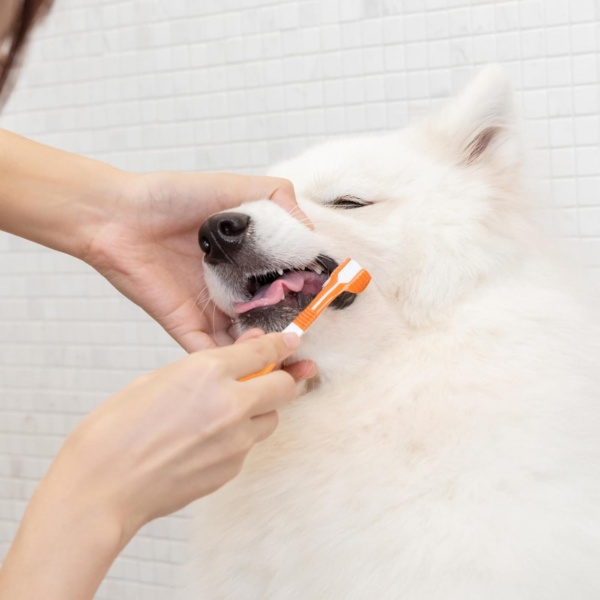 6 Pieces Dog Toothbrush, Finger Silicone Toothbrushes, 360º Pets Teeth Cleaning Toothbrush, Dog Cat Toothbrush, Triple Head Pet Toothbrush for Dog Cat Pet Tooth Dental Health - Image 7