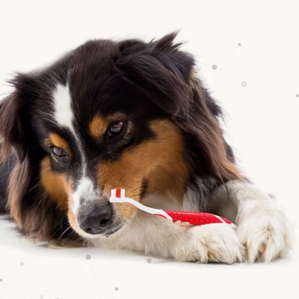 Beaphar Toothpaste for Dogs and Cats, 100g - Image 5