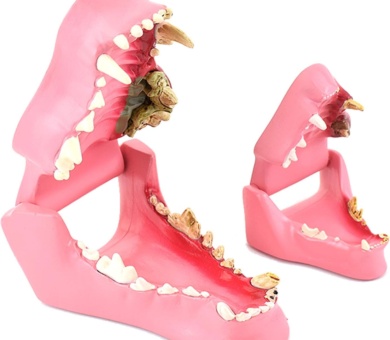 Animal Teeth Model - Medical Anatomical Canine Dog And Cat Teeth Model - Normal Health And Infected Pathological Teeth Compare Model - for Veterinary Teaching Study,A