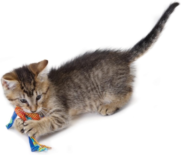 Petstages Dental Health Chews Pair - Image 4