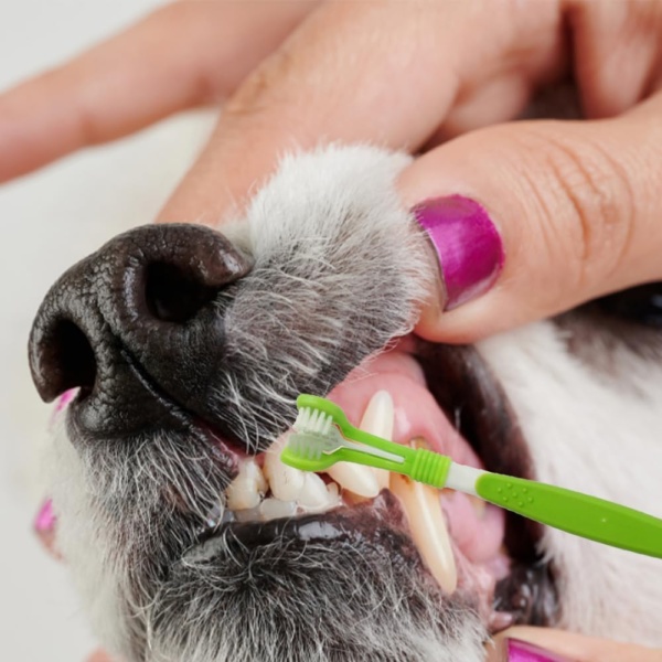 Dog Toothbrush,2 Triple Head Pet Toothbrushes 2 Double Headed Toothbrush Multi-Angle Dental Cleaning Brushes for Dog Cat pet Tooth Dental Health - Image 4