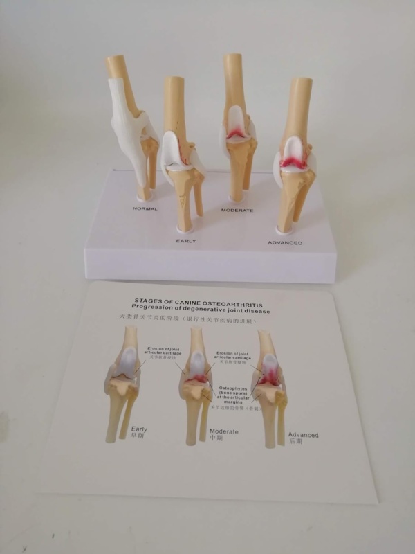 Dog Knee Joint Model - Four-Stage Knee Arthritis Health Knee And Dog Lesion Joint Canine Osteoporosis Model Canine Femoral Lesions Osteoarthritis Model for Teaching Study,A - Image 2