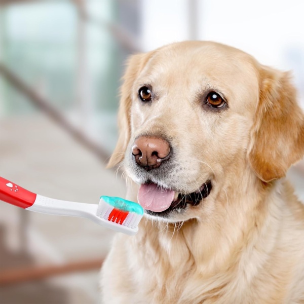 3 Pcs Pet Toothbrushes Double Headed Convenient Soft Bristles Puppy Long Handle Easy Teeth Cleaning Dental Hygiene Care Tooth Brushes for Small to Large Dogs Cats and Most Pets - Image 6