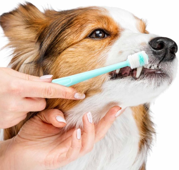 2 Pack Small Dog & Cat Toothbrush,360 Degree Soft Silicone Pet Toothbrush Cat Dental Care Dog Oral Hygiene Deep Clean Pet Teeth Cleaning Kit - Image 6