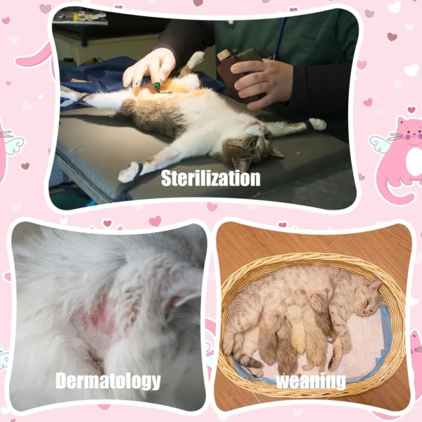 Surgery Recovery Suit for Cats, Anti Licking Cat Recovery Suit, Breathable Cat Onesie, Comfortable Kitten Vest after Spaying, Soft Pet Recovery Bodysuit, for Abdominal Wounds (M) - Image 7