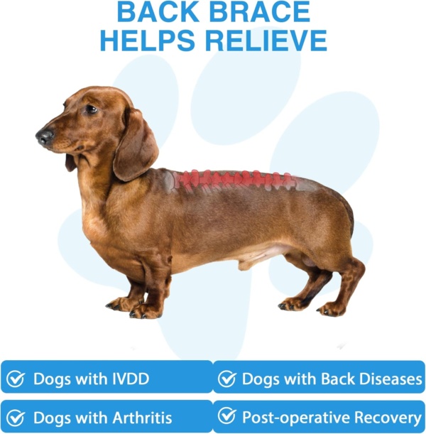 Back Bracer in Large Dogs for IVDD, Arthritis, Spinal Surgical Recovery for Beagle, Dachshund, Reflective Frame Support Harness for Back, Keeps The Back Stable Adjustable Pet Hip Brace Support - Image 5