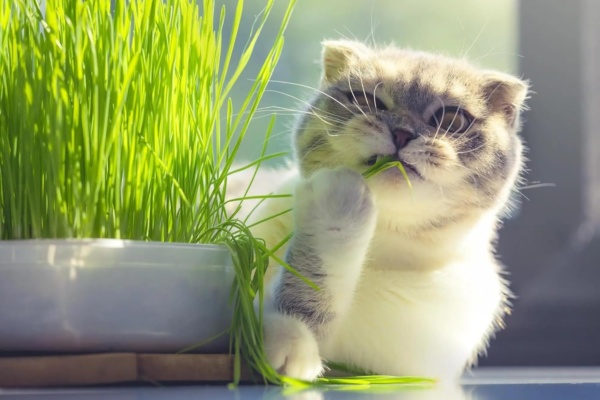 Cat Grass Planting Medium - Promote Healthy Digestion and Dental Health for Your Cat - 2 QUARTS - Image 2