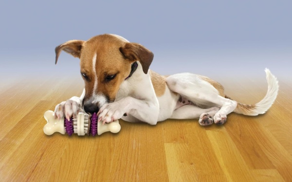 Premier PetSafe Busy Buddy Bristle Bone S Durable Dog Chew Toy, Dog Toy Bone with Treat Rings for Dental Health, Small Dogs - Image 5