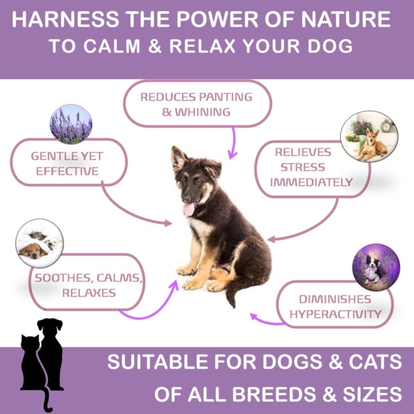 Calm n Balmy Calming Spray for Dogs & Pets - Lavender Spray to Reduce Anxiety and Aggression - 100% Natural Essential Oils, No Chemicals, Parabens or Pheromones - 100ml Spray Bottle - Image 4