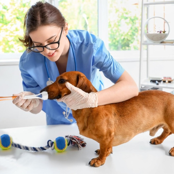 2Pcs Dog Toothbrush & Cat Toothbrush,3 Sided Dog Toothbrush,Puppy Toothbrush Dog Teeth Cleaning Products Triple Headed Dog Plaque Remover for Dog Cat pet Tooth Dental Health - Image 6