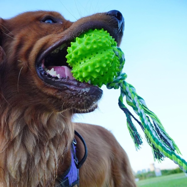 Durian Chewing Ball for Dog Promote Health and Slow Feeding with Unique Knotted Designs for Outdoor - Image 2