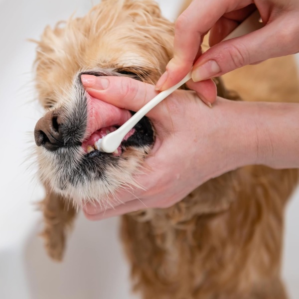 8 Pcs Cat Toothbrush Pet Toothbrush Small Dog & Cat Toothbrush Micro Head Cat Dental Care Pet Teeth Cleaning Brush to Reduce Plaque Tartar Formation Round&Pointed Toothbrush for Kitten & Adult Cats - Image 7