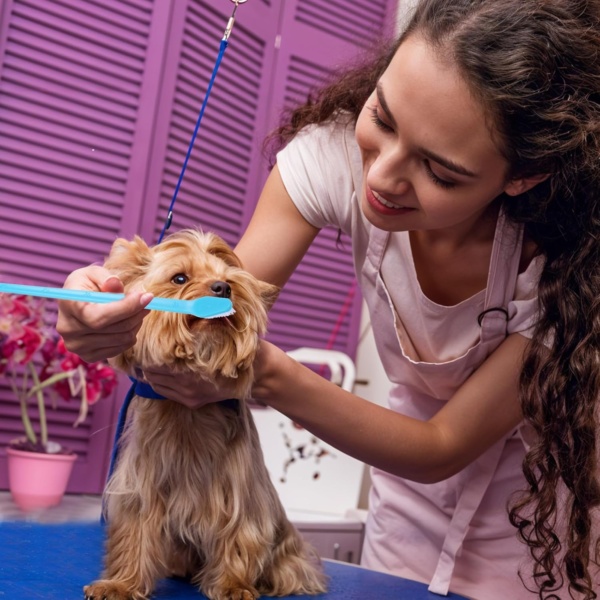 10Pcs Dog Toothbrush Double Headed Brush Dental Teeth Brushes Long Handle Tooth Brush Cleaning Double Head Toothbrush Soft Bristles Oral Care for Small to Large Dogs Cats Pets - Image 7