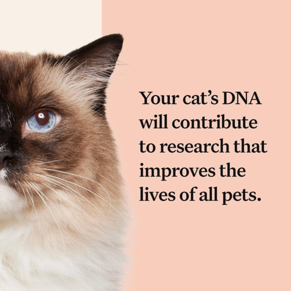 Wisdom Panel Complete: Comprehensive Cat DNA Test for 45 Health Genetic Health Conditions | 70+ Breeds and populations | 25+ Traits | Blood Type - Image 5