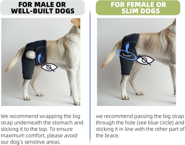Dog Leg Braces for Back Leg Dog ACL Brace for Torn and Back Hind Rear Legs ACL Tear, Dog Leg Brace for Hip Dysplasia, Dog Arthritis, Luxating Patella(Size L) - Image 7