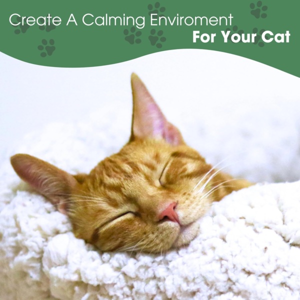 Cat Calming Diffuser with Feline Pheromones, No Smell Stress & Anxiety Relief for Cats, 30-Day 2 x 48 ml Refills, Easy Plug-in Solution for Calming. Diffuser not Include - Image 9