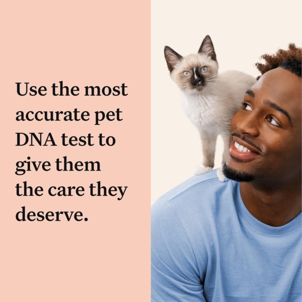 Wisdom Panel Complete: Comprehensive Cat DNA Test for 45 Health Genetic Health Conditions | 70+ Breeds and populations | 25+ Traits | Blood Type - Image 6