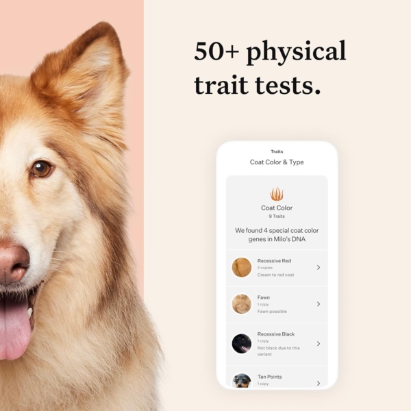 Wisdom Panel Premium: Most Comprehensive Dog DNA Test for 260+ Health Tests | Accurate Breed ID and Ancestry | Traits | Relatives | Behaviours | Vet Consult - Image 4