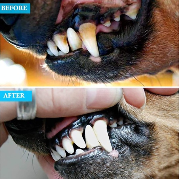 Calculus Remover Dental Plaque Removal for Dogs and Cats, Double Headed Teeth whitening Stainless Steel Kit Suitable for Small Puppy and Pets - Image 7