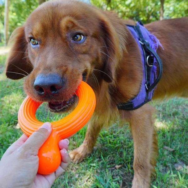 Durian Chewing Ball for Dog Promote Health and Slow Feeding with Unique Knotted Designs for Outdoor - Image 3