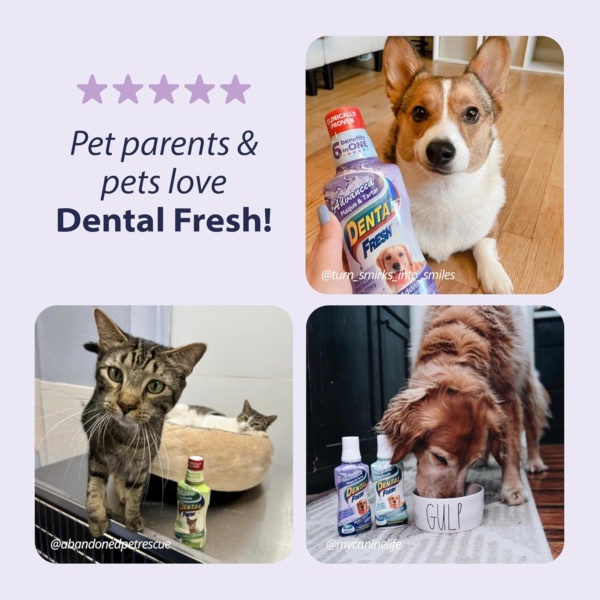 Dental Fresh Water Additive - Original Formula for Dogs - Clinicially Proven, Simply Add to Pet’s Water Bowl to Whiten Teeth, Eliminate Bad Breath, and Improve Oral Health (17 oz) - Image 6
