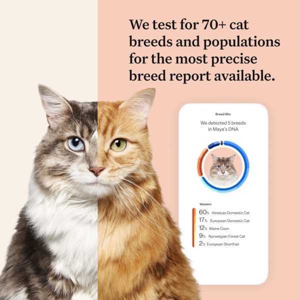 Wisdom Panel Complete: Comprehensive Cat DNA Test for 45 Health Genetic Health Conditions | 70+ Breeds and populations | 25+ Traits | Blood Type - Image 2