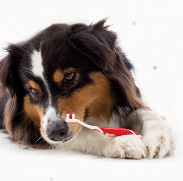 Beaphar, Double - Ended Toothbrush, Dental Care for Dogs & Cats, Targets Hard - to - Reach Areas, Helps Prevent Bad Breath and Combat Plaque, Suitable for All Mouth Sizes, Red, White, 1 Count - Image 4