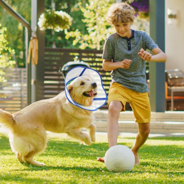 Soft Dog Cone Collar for Dogs After Surgery, Adjustable recovery collars for dogs, buster collars for dogs prevent licking, Anti-Bite Lick Wound Healing Safety Practical Plastic - Size XL Blue - Image 6