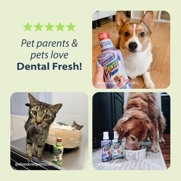 DENTAL FRESH Water Additive for Cats, Original Formula, 8 oz – Bad Breath Treatment for Cats – Add to Water Bowl to Whiten Teeth and Eliminate Bad Breath – Cat Teeth Cleaning to Improve Oral Health - Image 6