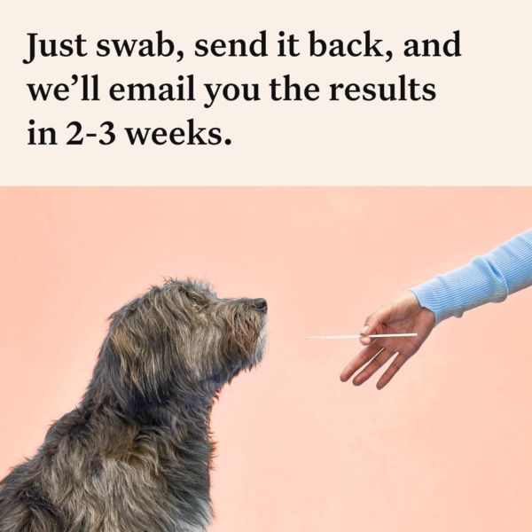 Wisdom Panel Premium: Most Comprehensive Dog DNA Test for 260+ Health Tests | Accurate Breed ID and Ancestry | Traits | Relatives | Behaviours | Vet Consult - Image 7