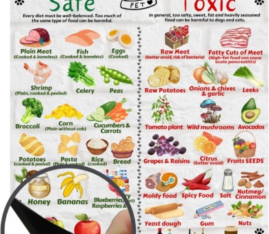 Safe and Toxic Foods for Dogs and Cats Essential Pet Health Guide fridge MAGNET - Size A4 (8.3 x 11.7 inch)