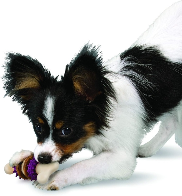 Premier PetSafe Busy Buddy Bristle Bone S Durable Dog Chew Toy, Dog Toy Bone with Treat Rings for Dental Health, Small Dogs - Image 4