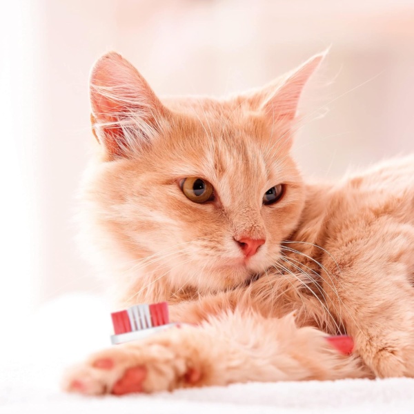 Beaphar Toothpaste for Dogs and Cats, 100g - Image 6