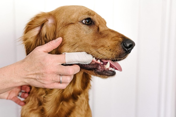 Dental Finger Wipes with Spearmint Oil for Dogs & Cats. Removes Plaque & Tartar, Care for Gums & No Rinsing Required. - Image 3
