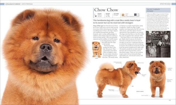 The Dog Encyclopedia: The Definitive Visual Guide (DK Pet Encyclopedias) - Image 6