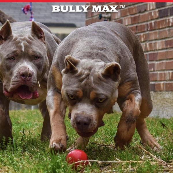 Long Lasting Dog Chew Toy for Aggressive Chewers, Large Dogs, Puppies. Pit Bull Toys Guaranteed to Last. Cleans Your Dog's Teeth & Improves Mental Health. - Image 3