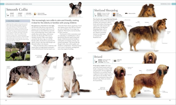 The Dog Encyclopedia: The Definitive Visual Guide (DK Pet Encyclopedias) - Image 5