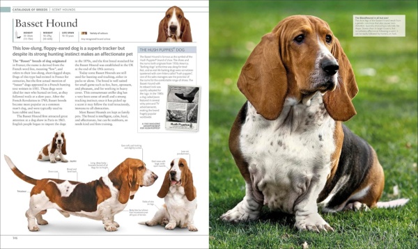 The Dog Encyclopedia: The Definitive Visual Guide (DK Pet Encyclopedias) - Image 8