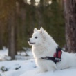 The Ultimate Dry Dog Food Guide: Best Brands of April 2025, Reviewed & Rated