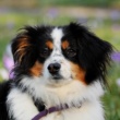Immunity Boost for Your Best Friend: Shielding Your Dog in 2025 with Supplements (Protection angle, relevant year)