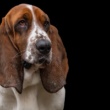 Beyond Glucosamine:  Innovative Joint Supplements for Dogs in 2025 (Highlights advancements, for informed owners)