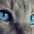 Your April 2025 Guide to Cat Health Supplements: What Every Owner Needs to Know (Broad, helpful for beginners)