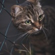 Top 10 Cat Food Brands of 2025: Expert & Owner Approved Picks (Classic, authoritative)