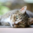 The Rise of [New Ingredient/Supplement Trend in 2025]: Is it Right for Your Cat? (Hypothetical trend, can be replaced with actual trend in 2025)