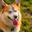 April 2025’s Top Dry Dog Foods: Expert Picks for Every Breed & Budget