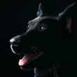 Joint Health Heroes: Protecting Your Dog’s Mobility with 2025 Supplements (Addresses a popular need, positive framing)